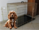 Klatka kennelowa dla psa:   PLUTO   -    91,5 x 56,5 x 64,5 cm