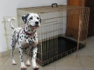 Klatka kennelowa dla psa:   SZARIK  -  107,5 x 70 x 78,5 cm 